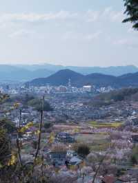 東京去福島就是要來一趟感受漫山櫻花林 