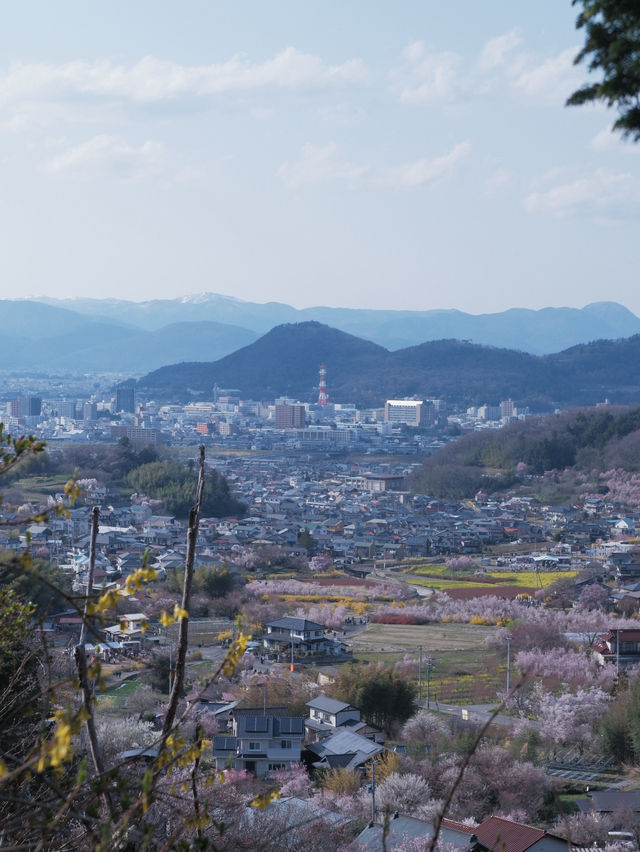 東京去福島就是要來一趟感受漫山櫻花林 