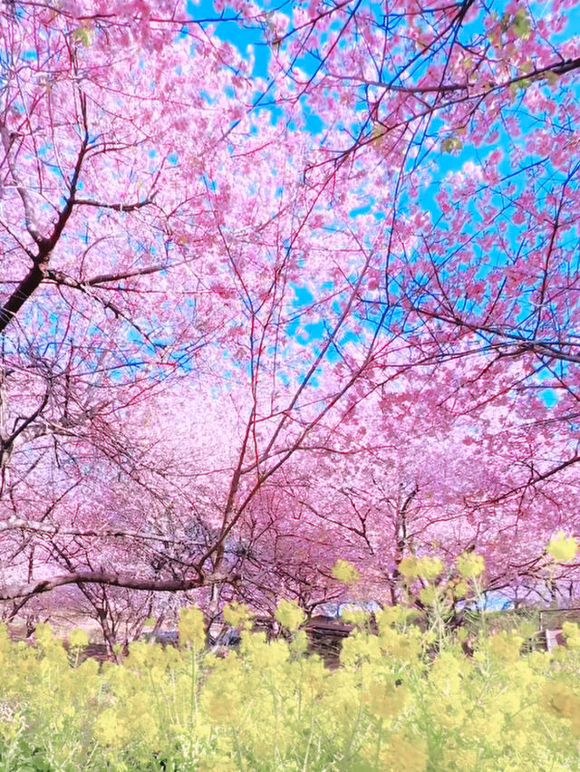 A Botanical Daydream in Bloom at Makino Park