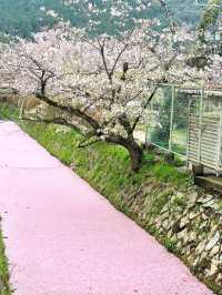 【京都観光】　哲学の道