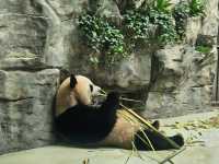 Chengdu 4 Days Travel Guide 