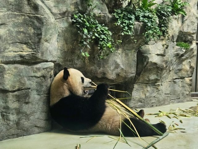 Chengdu 4 Days Travel Guide 