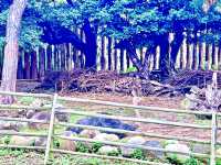 ［新竹旅遊］新竹市立動物園-親子共遊好去處🐒