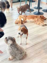 คาเฟ่น้องหมา พัทยา ฟินมากกก! 🐶