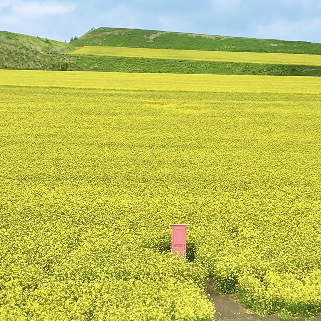 まだ見頃🌼一面黄色い絨毯の菜の花
