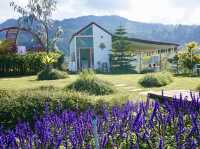 Lavender Dreams & Sunny Sips at Pang Hwa Garden, Chiang Mai. 