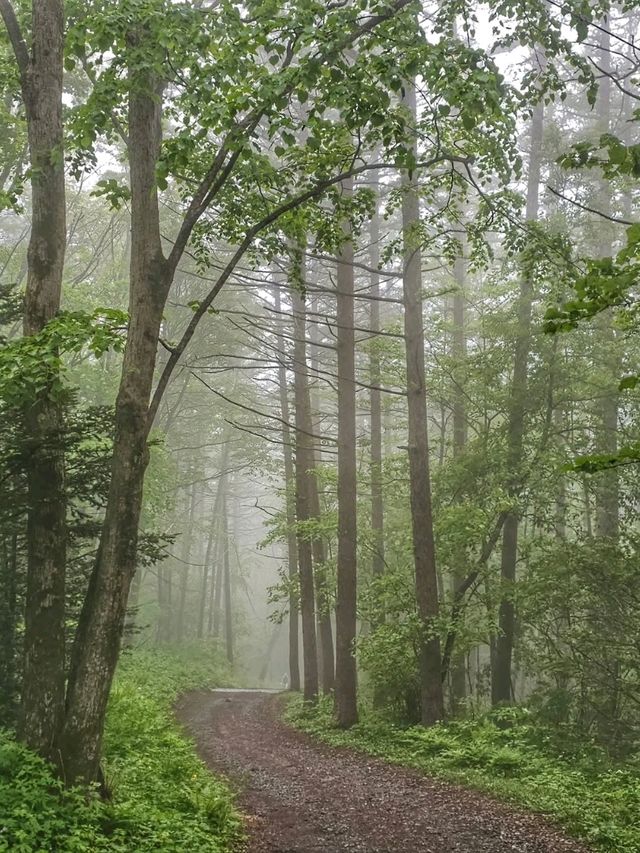 Hiking to Cheonjedan Was a Whole Mood