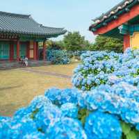 一歩進むごとに、色が変わるチェジュの紫陽花ロード。