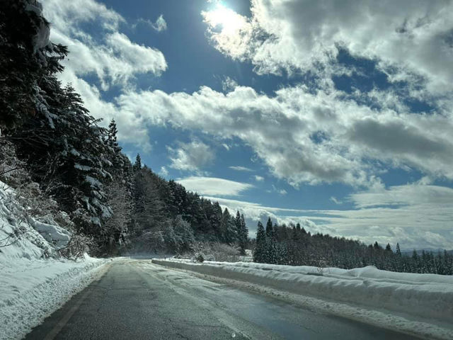 藏王雪山與浪漫仙子紫藤花