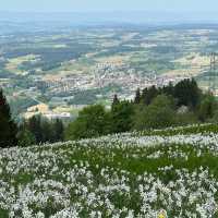 Montreux’s Narcissus Poeticus Fields: A Springtime Fairytale on Lake Geneva