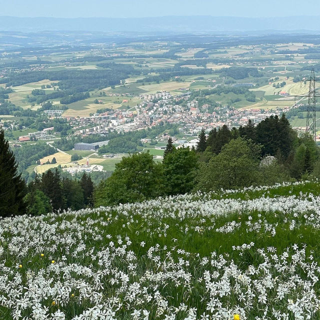 Montreux’s Narcissus Poeticus Fields: A Springtime Fairytale on Lake Geneva