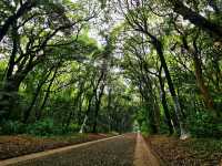 Meiji Shrine & Yoyogi Park – Tokyo’s Tranquil Core