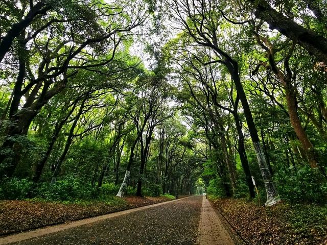 Meiji Shrine & Yoyogi Park – Tokyo’s Tranquil Core