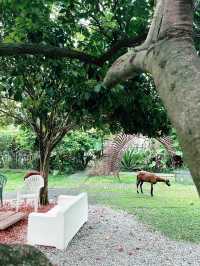 A Hidden Green Haven in the City: Kebun-Kebun Bangsar 