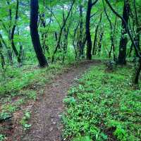 Mudeungsan Green Trail: Nature Walkin’ Like a Pro