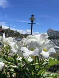 A Flavorful & Artistic Escape – Gaya Street, Kota Kinabalu on a Budget