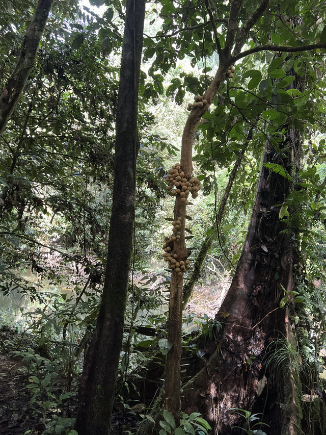 【Mulu Adventure：走进砂拉越的奇幻之境】 🌏⛰️🦇🌿