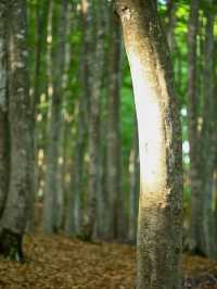 静けさと美しさに包まれる森。美人林で心ほどけるひととき🌳