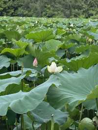 深圳洪湖公園，一年一度的荷花展，千萬不要錯過啊🪷