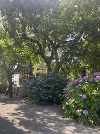 【神奈川県/鎌倉　紫陽花がキレイに咲いている穴場スポット】