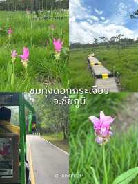 ชมทุ่งดอกกระเจียวบาน ป่าหินงาม จ.ชัยภูมิ