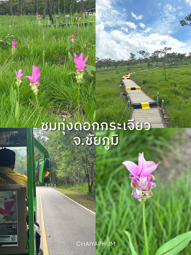 ชมทุ่งดอกกระเจียวบาน ป่าหินงาม จ.ชัยภูมิ