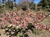 🌸城市中的綠色奇蹟！《新宿御苑》四季皆美的東京祕密花園，賞櫻、避暑、療癒心靈一次到位🍁🌿 