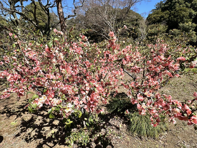 🌸城市中的綠色奇蹟！《新宿御苑》四季皆美的東京祕密花園，賞櫻、避暑、療癒心靈一次到位🍁🌿 