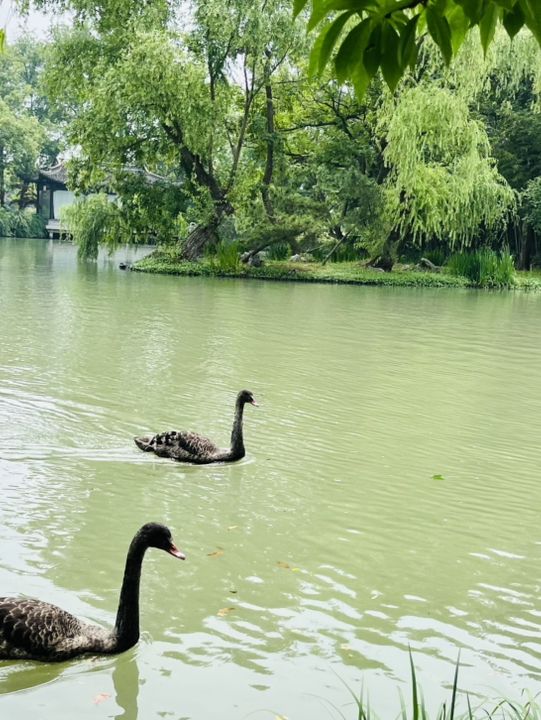 Where Water Meets Elegance: A Day at Slender West Lake