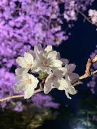 【滋賀🇯🇵】大津で楽しむ三井寺の夜桜