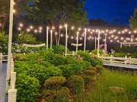 Dawn approaches with full bloom of hydrangeas
