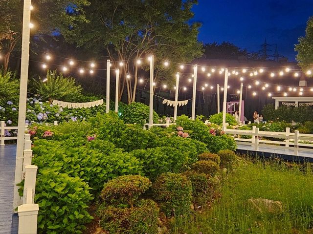 Dawn approaches with full bloom of hydrangeas