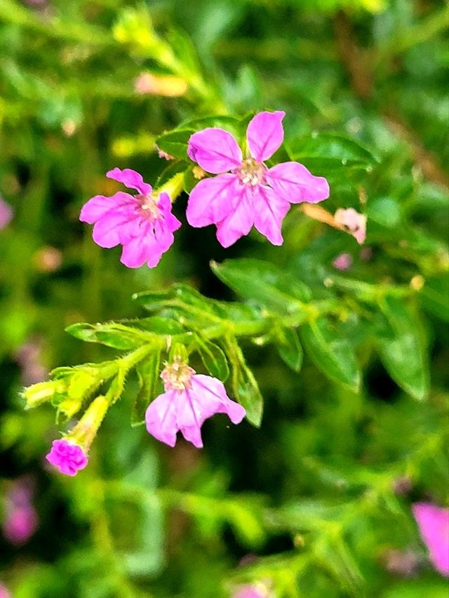 Strolling through the charming Floral Ridge