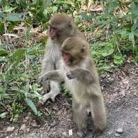 Spring Whispers with Monkeys and Hidden Bears – Kamikōchi