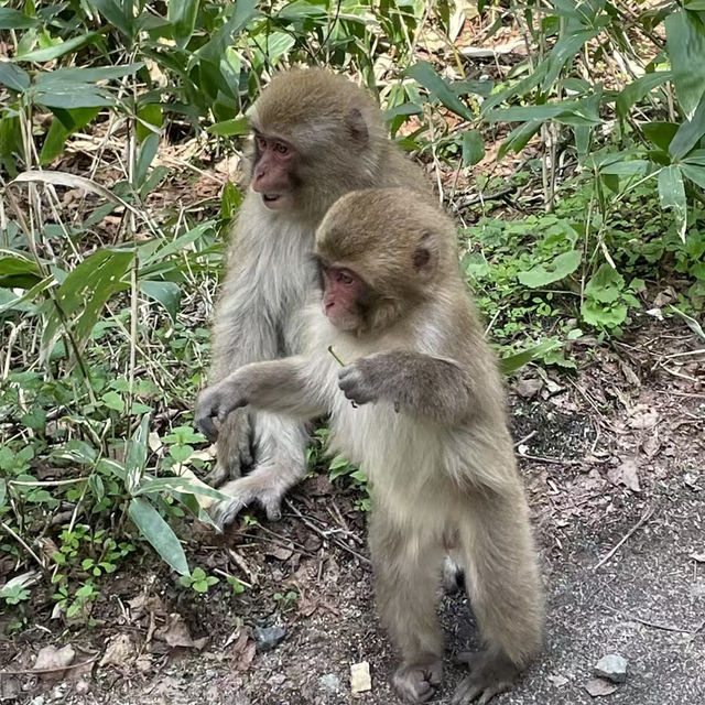 Spring Whispers with Monkeys and Hidden Bears – Kamikōchi