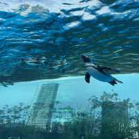 【東京/池袋🇯🇵】空飛ぶ水族館🦭サンシャイン水族館