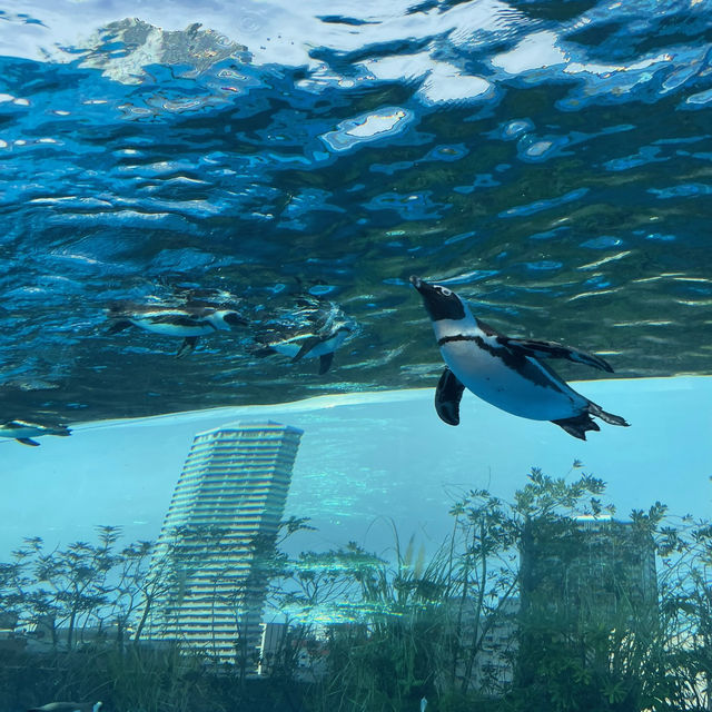 【東京/池袋🇯🇵】空飛ぶ水族館🦭サンシャイン水族館