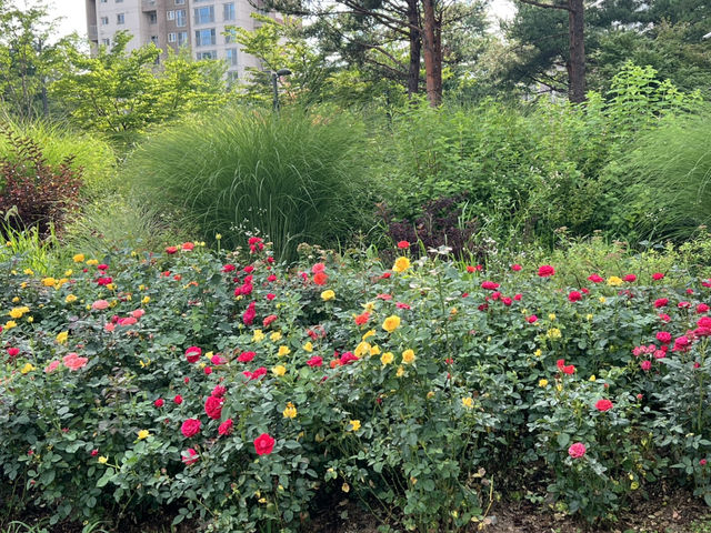 수풀공원의 꽃들