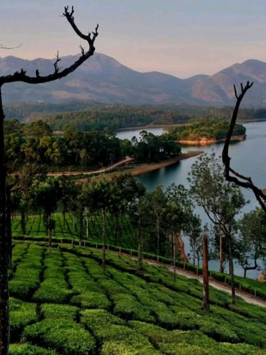 🌄 Munnar, Kerala – The Crown Jewel of the Western Ghats 💚