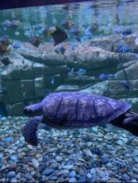 ท่องโลกใต้ท้องทะเลไปกับ Aquaria Phuket