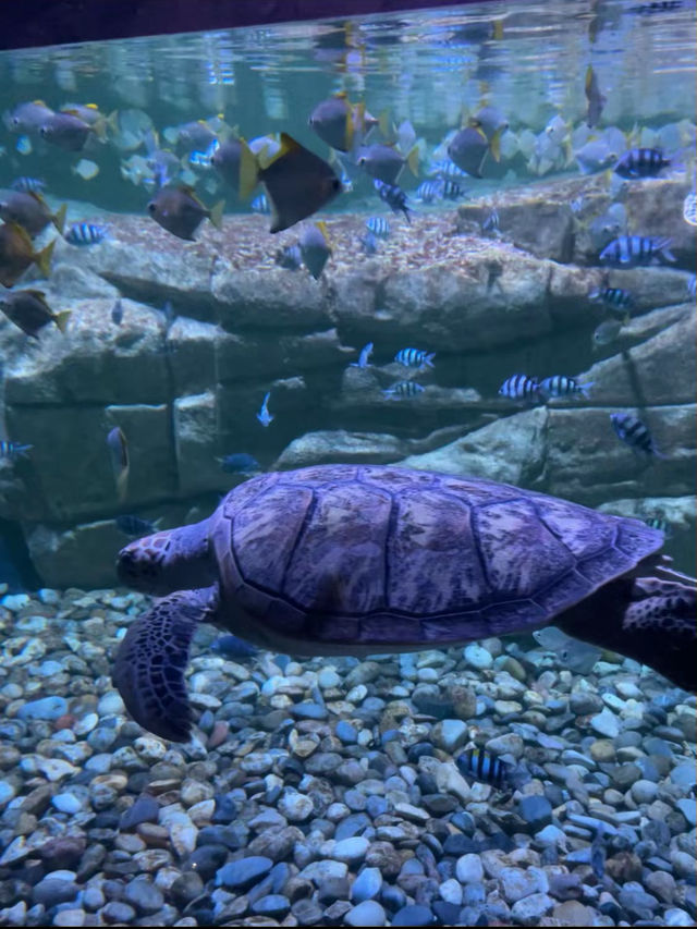 ท่องโลกใต้ท้องทะเลไปกับ Aquaria Phuket