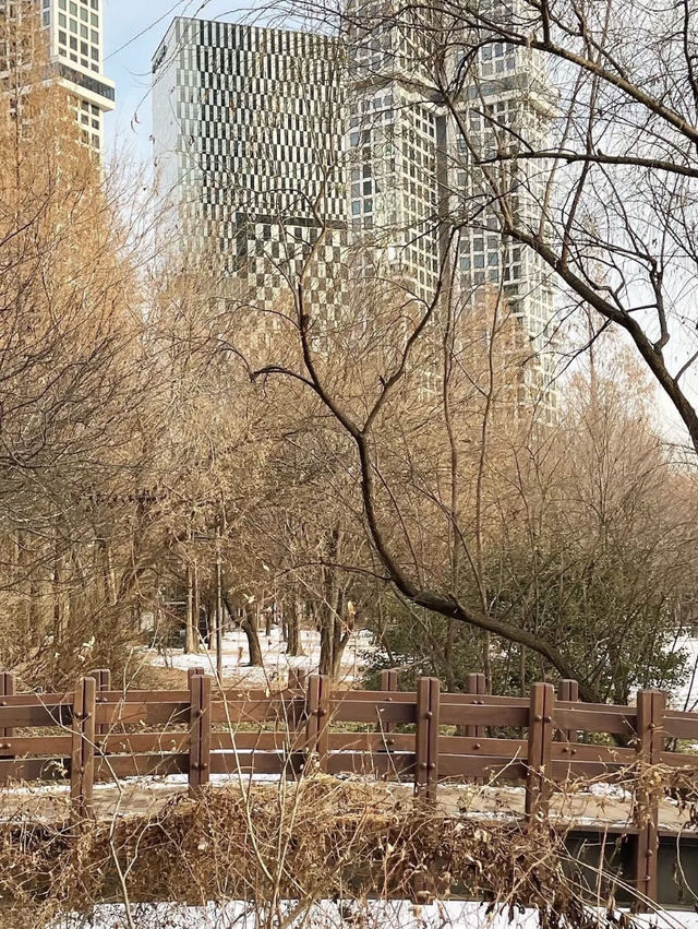 Seoul Forest เดินเล่นในหน้าหนาว🇰🇷