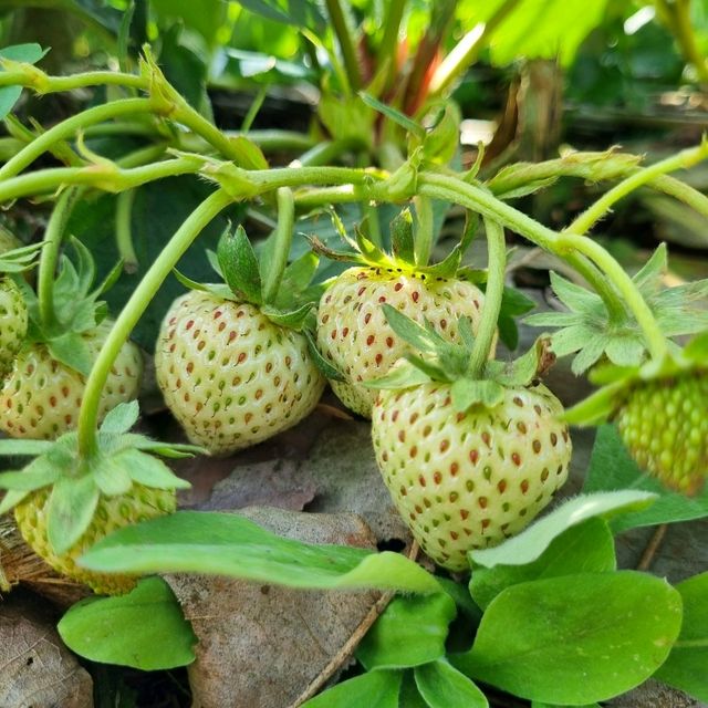 ไร่สตรอว์เบอร์รี่ จังหวัดเชียงใหม่