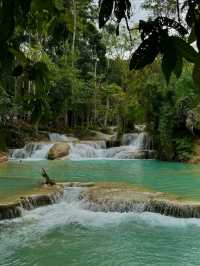 Turquoise Dreams & Jungle Screams 
