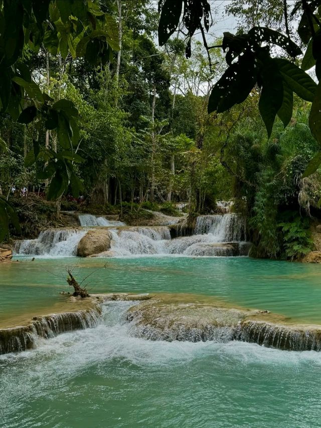 Turquoise Dreams & Jungle Screams 