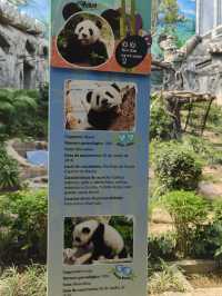 可愛的小熊貓落在澳門🐼🐼