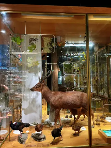 🏛️百年古蹟裡的文化時光膠囊:國立臺灣博物館深度散策記