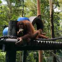 【中国/広州/長隆野生動物園】