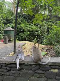 Monkey Forest, Ubud