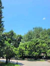 The majectic greeneries of the Temple of Heaven North Gate